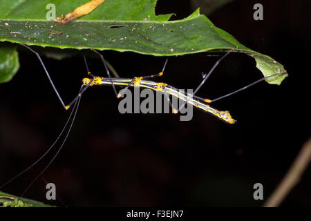 Brightly coloured stick insect (Oreophoetes peruana) in tropical rainforest, Ecuador Stock Photo