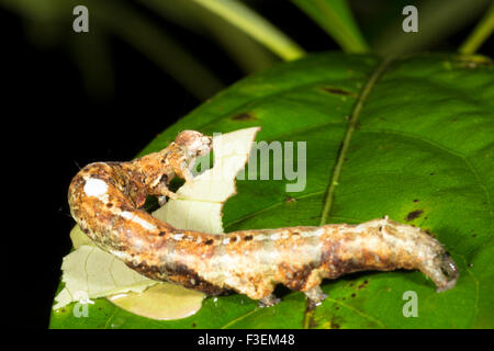 Lepidopteran caterpillar eating a leaf in the rainforest understory, Ecuador Stock Photo