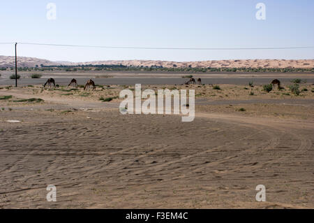 Camels grazing near a road in the al Sharqiya desert landscape with sand dunes in the background in Oman Stock Photo