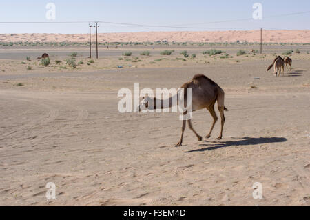 Camels grazing near a road in the al Sharqiya desert landscape with sand dunes in the background in Oman Stock Photo