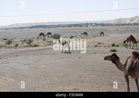 Camels grazing near a road in the al Sharqiya desert landscape with sand dunes in the background in Oman Stock Photo