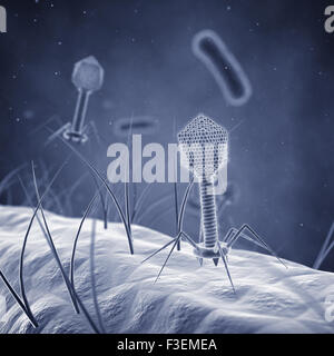 Bacteriophage viruses infecting bacterial cells , Bacterial viruses Stock Photo