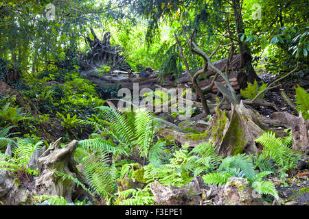 Fallen old trees, rotting tree logs, green moss and fern, brown leaves in a bio diverse forest Stock Photo