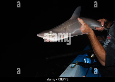 Starry smooth hound shark caught while kayak fishing in the Solent, England Stock Photo