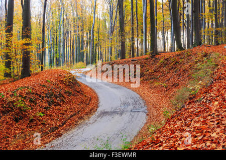 Road in autumn beech landscape in Hungary Stock Photo