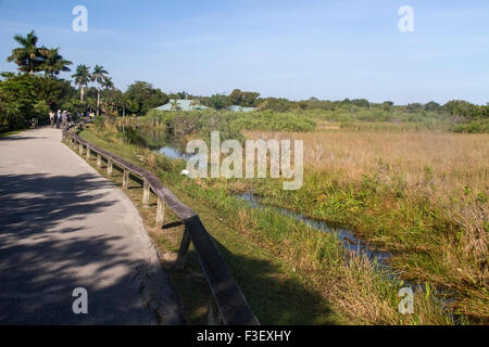 View of boardwalk at Anhinga Trail in Everglades National Prk, Florida, USA Stock Photo