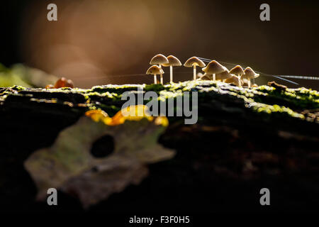 Fungus known as mica cap growing on a piece of wood in a forest.Macro photography in low light conditions. A fallen leaf lays on Stock Photo