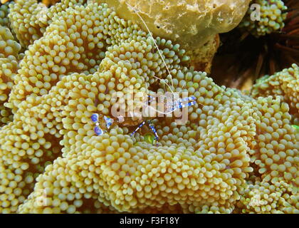 Underwater marine life, a spotted cleaner shrimp, Periclimenes yucatanicus, on a sea anemone, Caribbean sea Stock Photo