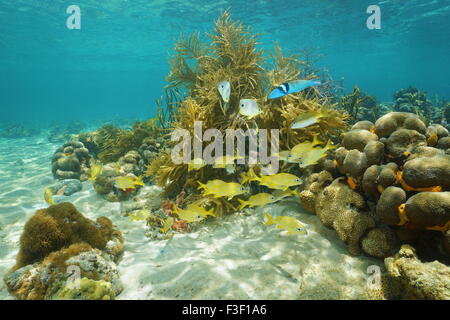 Underwater scenery, tropical reef fish swimming near corals, Caribbean sea, Mexico, America Stock Photo