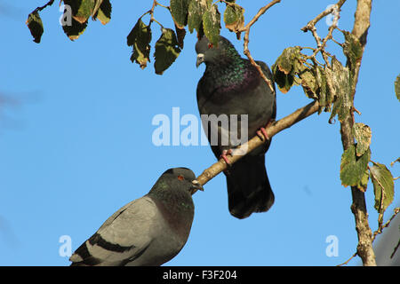 Pair of Pigeon sitting on tree branch and blue sky in the background Stock Photo