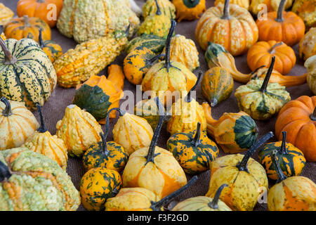Array of small, midget and gem pumpkins on display at an Italian Farmers' Market Stock Photo