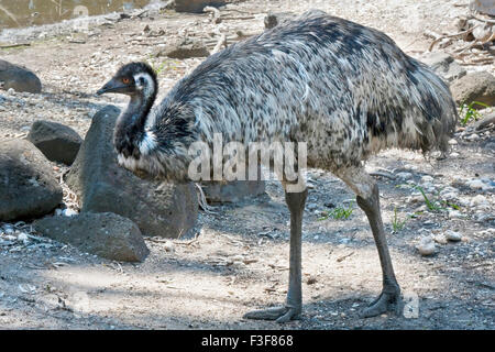 photo of a large feathery emu in the wild which is native to Australia Stock Photo