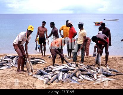 Local fishermen sorting the days catch of fish on Castara beach, Tobago, Trinidad and Tobago, Caribbean. Stock Photo