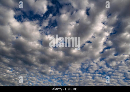 Large fluffy clouds (Altocumulus), Bavaria, Germany Stock Photo