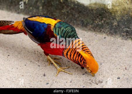Golden Pheasant (Chrysolophus pictus) Stock Photo