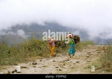 Woman carrying firewood ; Kullu valley ; Kulu ; Kullu ; Himachal Pradesh ; India ; Asia ; Asian ; Indian Stock Photo