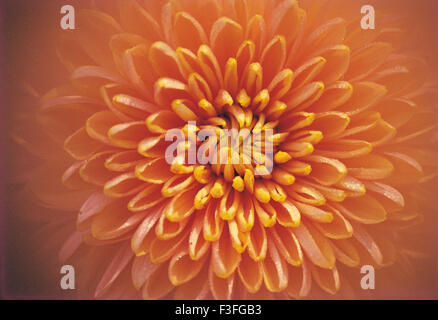 Dahlia flower closeup ; India ; Asia ; Asian ; Indian Stock Photo - Alamy