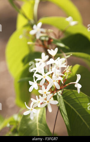 Botanical name Holarrhena pubescens ; family Apocynaceae (oleander family) ; common name Tellicherry bark Stock Photo