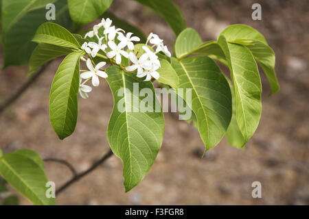 Botanical name Holarrhena pubescens ; family Apocynaceae (oleander family); common name Tellicherry bark Stock Photo