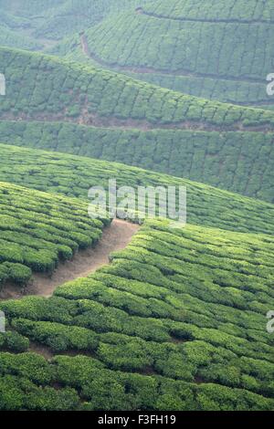 Tea plants Latin name Camellia sinensis fresh foliage and tender leaves ; Tea gardens at Munnar ; Kerala ; India Stock Photo