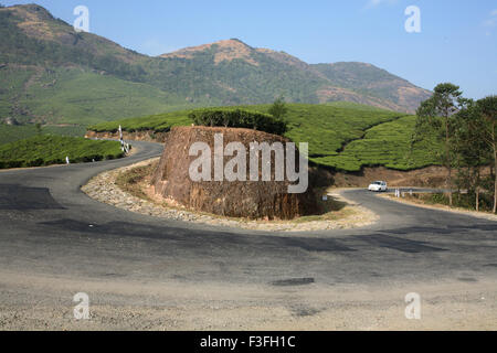 Hair pin bend circular bend road Munnar to Periyar Tea plants Latin name Camellia sinensis ; Tea gardens hills Kerala Stock Photo