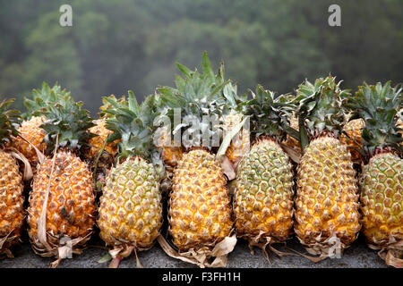 Fruits ; Pineapple Botanical name Ananas comosus kept for sale ghat region mountain region Periyar Idukki Kerala Stock Photo