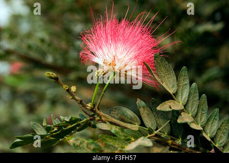 Common name Surinam Powderpuff ; Suriname Powderpuff ; Pink Powder Puff ; Latin name Calliandra surinamensis Stock Photo