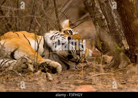Tiger Panthera Tigris resting Bengal tiger in Ranthambhore Tiger reserve national park ; Rajasthan ; India