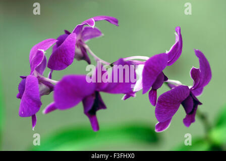Vanda coerulea griff ; Vanda coerulea ; blue orchid ; blue vanda ; autumn lady's tresses ; flower show ; Calcutta ; Kolkata ; West Bengal ; India ; Asia Stock Photo