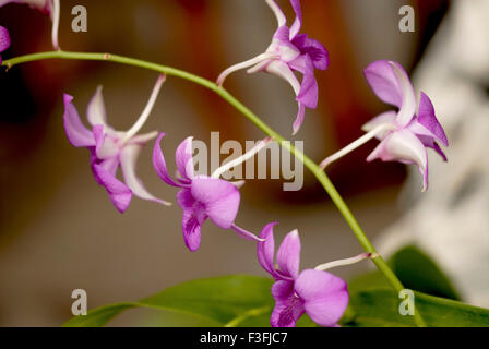Vanda coerulea ; blue orchid ; blue vanda ; autumn lady's tresses ; flower show ; Calcutta ; Kolkata ; West Bengal ; India ; Asia Stock Photo