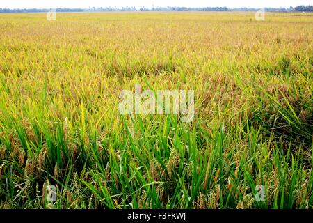 Rice field ; Kuttanadu ; Alappuzha ; Kerala ; India Stock Photo
