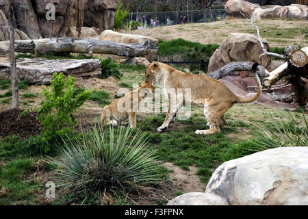Lioness and cub in zoo ; Denver Zoo ; U.S.A. United States of America Stock Photo
