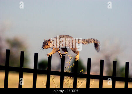 Squirrel on fence, Denver, Colorado, USA, United States of America, US, United States, America, American Stock Photo