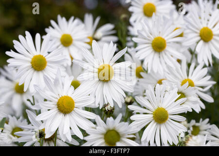 Leucanthemella serotina flowers. Autumn ox-eye daisies. Stock Photo