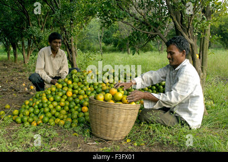 Orange fruits yield at Ralegan Siddhi near Pune ; Maharashtra ; India Stock Photo