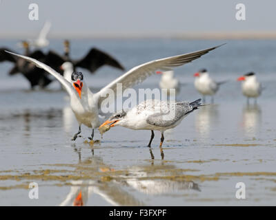 Caspian Tern (Hydroprogne caspia, Sterna caspia) feeds baby bird at Manych lake. Kalmykia, Russia Stock Photo