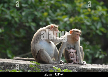 Bonnet monkey family on roadside of forested hill ; Palamuthircholai ; Tamil Nadu ; India Stock Photo