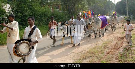 Decorated Cows and bullocks ; farmers celebrating Pongal festival (Harvest Festival) at Coimbatore ; Tamil Nadu ; India Stock Photo