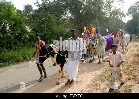 Decorated Cows and bullocks ; farmers celebrating Pongal festival (Harvest Festival) at Coimbatore ; Tamil Nadu ; India Stock Photo