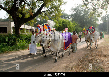 Decorated Cows and bullocks ; farmers celebrating Pongal festival (Harvest Festival) at Coimbatore ; Tamil Nadu ; India Stock Photo