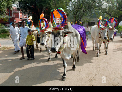 Decorated Cows and bullocks ; farmers celebrating Pongal festival (Harvest Festival) at Coimbatore ; Tamil Nadu ; India Stock Photo