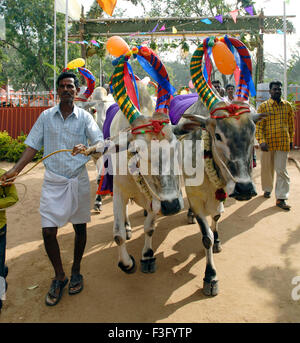 Decorated Cows and bullocks ; farmers celebrating Pongal festival (Harvest Festival) at Coimbatore ; Tamil Nadu ; India Stock Photo