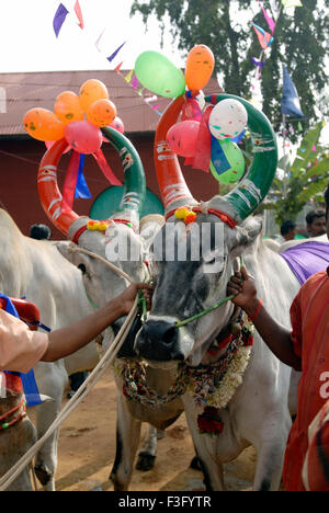 Decorated Cows and bullocks ; farmers celebrating Pongal festival (Harvest Festival) at Coimbatore ; Tamil Nadu ; India Stock Photo