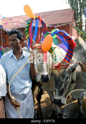 Decorated Cows and bullocks ; farmers celebrating Pongal festival (Harvest Festival) at Coimbatore ; Tamil Nadu ; India Stock Photo