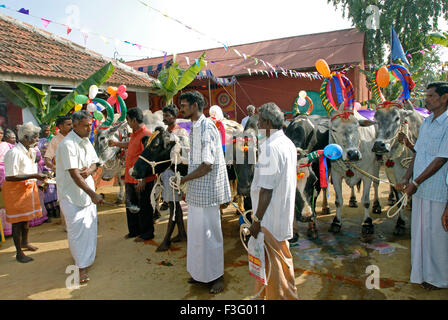 Decorated Cows and bullocks ; farmers celebrating Pongal festival (Harvest Festival) at Coimbatore ; Tamil Nadu ; India Stock Photo