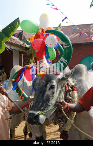 Decorated Cows and bullocks ; farmers celebrating Pongal festival (Harvest Festival) at Coimbatore ; Tamil Nadu ; India Stock Photo