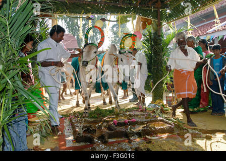 Decorated Cows and bullocks ; farmers celebrating Pongal festival (Harvest Festival) at Coimbatore ; Tamil Nadu ; India Stock Photo