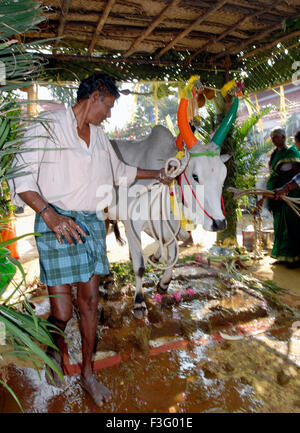 Decorated Cows and bullocks ; farmers celebrating Pongal festival (Harvest Festival) at Coimbatore ; Tamil Nadu ; India Stock Photo