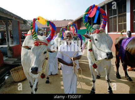 Decorated Cows and bullocks ; farmers celebrating Pongal festival (Harvest Festival) at Coimbatore ; Tamil Nadu ; India Stock Photo