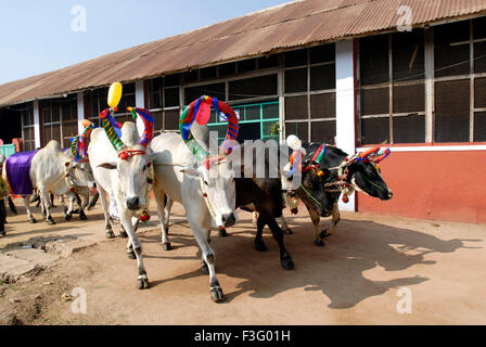 Decorated Cows and bullocks ; farmers celebrating Pongal festival (Harvest Festival) at Coimbatore ; Tamil Nadu ; India Stock Photo